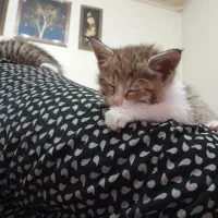 بچه گربه