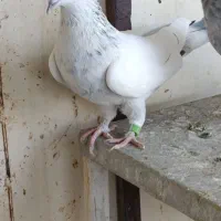 سینه آبی|پرنده|شیراز, شیشه‌گری|دیوار