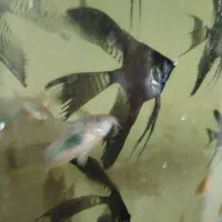 ماهی فلاورهورن آنجل کوریدوراس گلدفیش بلوآکارا