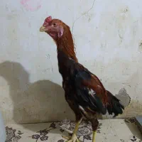 ۲ تا جوجه خروس لاری ۶ماه  آس|حیوانات مزرعه|خزل, |دیوار