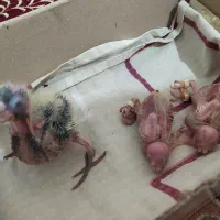 عروس هلندی|پرنده|مشهد, فاطمیه|دیوار