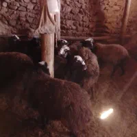 بره نر پرواری میش و بره