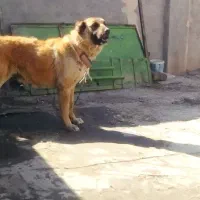 سگ‌خراسانی