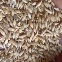 فروش جو سهند