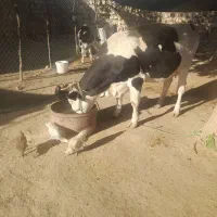 گاووگوساله|حیوانات مزرعه|چگنی, |دیوار