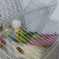 مرغ عشق|پرنده|محمدیه-قزوین, |دیوار