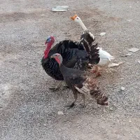 بوقلمون و قوغاز