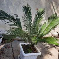 گل سیکاس|گل و گیاه طبیعی|رشت, نیروی دریایی|دیوار