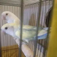 عروس کوتوله|پرنده|مشهد, نیزه|دیوار