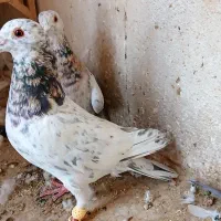 سار هفت رنگ نر و ماده|پرنده|مشهد, جاهد شهر|دیوار