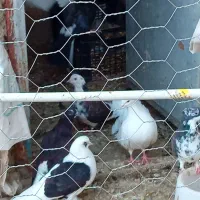 کبوتر|پرنده|سراب, |دیوار