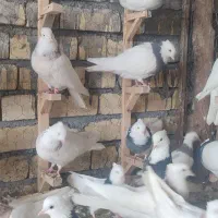 طوقی|پرنده|باغ بهادران, |دیوار