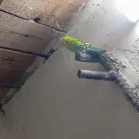 مرغ عشق معاوضه...|پرنده|قشم, |دیوار