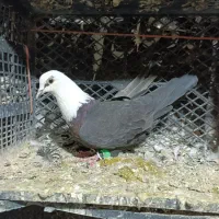 سه عده سر سفیده|پرنده|دشتابی, |دیوار