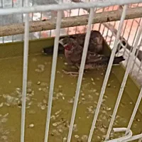 فنج گلوبریده نر