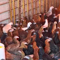 مرغ ۴ ماهه|حیوانات مزرعه|بسطام, |دیوار