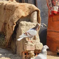 کبوتر