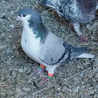 صیدبوم بلند|پرنده|تربت‌حیدریه, یحیی آباد|دیوار