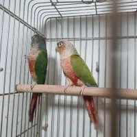 طوطی گرینچگ طوطی برزیلی|پرنده|قرچک, زیبا شهر|دیوار