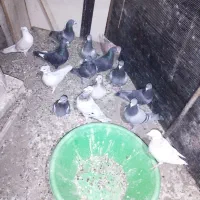 کبوتر پلاکی آلمانی تهرانی