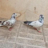 کفتر کله دم سبز|پرنده|تهران, مشیریه|دیوار