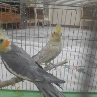 عروس هلندی جفت کار داده