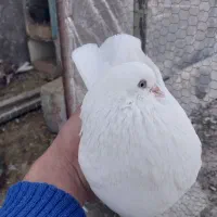 کبوتر‌سفید