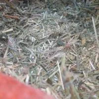 بیده یونجه|عمده‌فروشی|شیروان (خراسان), |دیوار