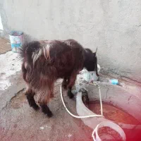 چبش یک و نیم ساله|حیوانات مزرعه|مود, |دیوار