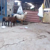 گوسفند رومانونف دوقلو|حیوانات مزرعه|گنبد کاووس, |دیوار