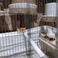 یک جفت فنچ ومرغ عشق