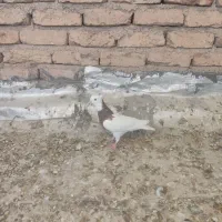 کبوتر طوقی سرخ ماده|پرنده|اصفهان, محمودیه|دیوار