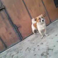 واگذاری سگ اشپیتز