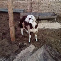 بره قوچ پلنگی