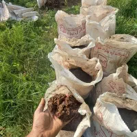 کود حیوانی پوسیده