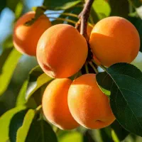 نهال زردآلو پربازده و شیرین|خدمات باغبانی و درختکاری|میانه, |دیوار