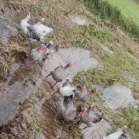 حیواناتِ مزرعه|حیوانات مزرعه|سیاهکل, |دیوار