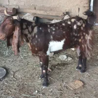 ماده باردار