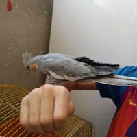 عروس هلندی ماده