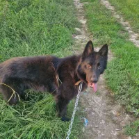 سگ ژرمن شپرد|سگ|رودسر, |دیوار