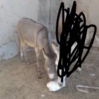 فروش  دو کره نر