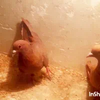 نروماده گلی زردمسفید