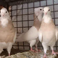 سه جفت کفتر طوقی