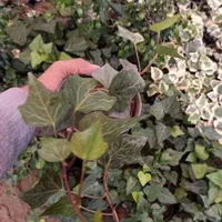 پاپیتال سبز و ابلغ|گل و گیاه طبیعی|تهران, افسریه شمالی|دیوار