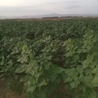 700مترزمین-اول-ورودی-روستاقزباآب-چاه-هرمتراژ-بخوای