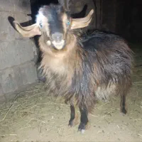 یک عدد بزغاله ماده قیمت عالی سالم محلی|حیوانات مزرعه|آیسک, |دیوار