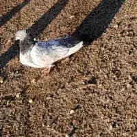 عروس کوهستان