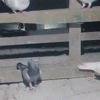 کبوتر|پرنده|چابهار, |دیوار