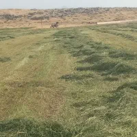 کاه گندم ویونجه|لوازم جانبی حیوانات|صحنه, |دیوار