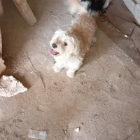 سگ پاکوتاه
